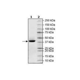 IDH1, FLAG-tag Recombinant – Figure 1 of 2