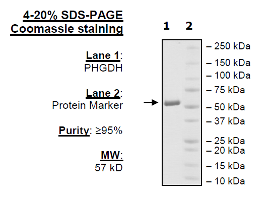 PHGDH, His-tag Recombinant – Figure 1 of 2