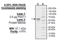 PSAT1, GST-tag Recombinant – Figure 1 of 1