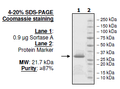 Sortase A, S. aureus, His-tag Recombinant – Figure 1 of 2
