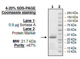 Sortase A, S. aureus, His-tag Recombinant – Figure 1 of 2