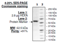 HEXA, FLAG-His-tags Recombinant – Figure 1 of 1