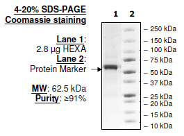 HEXA, FLAG-His-tags Recombinant – Figure 1 of 1