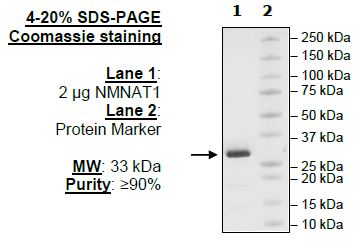 NMNAT1, His-Tag Recombinant – Figure 1 of 4