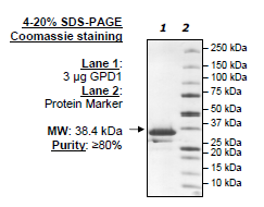 GPD1, His-tag Recombinant – Figure 1 of 1