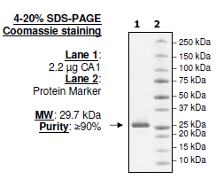 Carbonic Anhydrase 1 (CA1), His-tag Recombinant – Figure 1 of 2