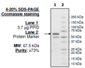 PPID (CYP-40), GST-Tag Recombinant – Figure 1 of 1