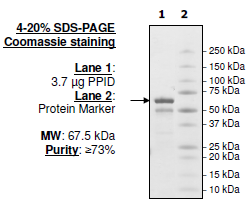 PPID (CYP-40), GST-Tag Recombinant – Figure 1 of 1