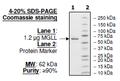 MGLL, His-tag, GST-tag Recombinant – Figure 1 of 2
