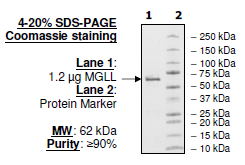 MGLL, His-tag, GST-tag Recombinant – Figure 1 of 2