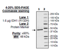 IDH1 (R132H), FLAG-tag Recombinant – Figure 1 of 2