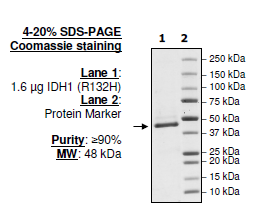 IDH1 (R132H), FLAG-tag Recombinant – Figure 1 of 2