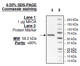 MAOA, His-tag, FLAG-Tag Recombinant – Figure 1 of 1
