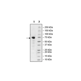 PD-L1 (CD274), Fc fusion (Human) HiP™ Recombinant – Figure 1 of 4