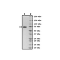 PD-L1 (CD274), Fc fusion, Biotin-labeled (Human) HiP™ Recombinant – Figure 1 of 5