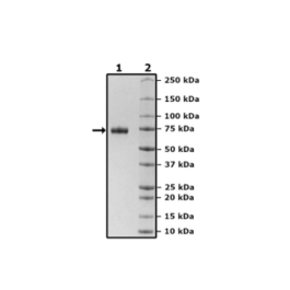 PD-L1 (CD274), Fc fusion, Biotin-labeled (Human) HiP™ Recombinant – Figure 1 of 5