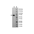 PD-1 (CD279), Fc fusion, Biotin-labeled (Human) HiP™ Recombinant – Figure 1 of 5