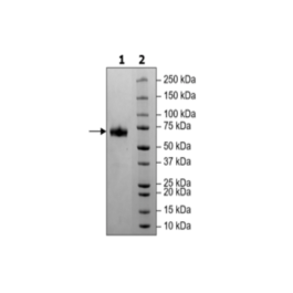 PD-1 (CD279), Fc fusion, Biotin-labeled (Human) HiP™ Recombinant – Figure 1 of 5