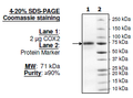 COX2, FLAG-His-Tags Recombinant – Figure 1 of 2