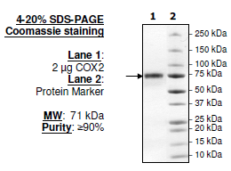 COX2, FLAG-His-Tags Recombinant – Figure 1 of 2