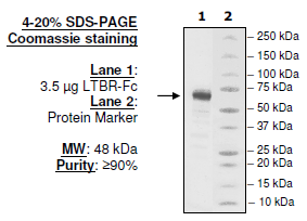 Human LTBR, Fc fusion HiP™ Recombinant – Figure 1 of 1