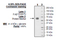 CD28, Fc fusion (Human) Recombinant – Figure 1 of 2
