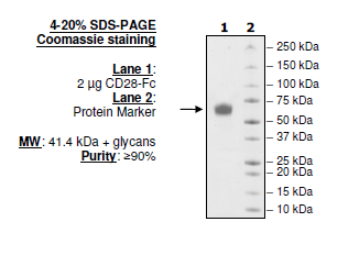 CD28, Fc fusion (Human) Recombinant – Figure 1 of 2