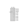 B7-1 (CD80), Fc fusion, Biotin-labeled (Human) HiP™ Recombinant – Figure 1 of 4
