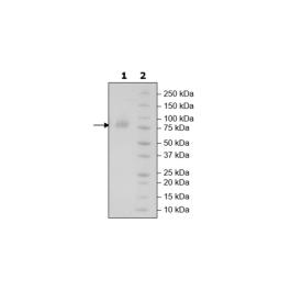 B7-1 (CD80), Fc fusion, Biotin-labeled (Human) HiP™ Recombinant – Figure 1 of 4