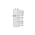 PD-1 (CD279), Fc fusion, Biotin-labeled (Mouse) HiP™ Recombinant – Figure 1 of 3