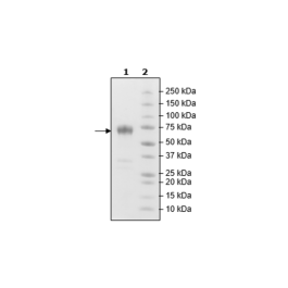PD-1 (CD279), Fc fusion, Biotin-labeled (Mouse) HiP™ Recombinant – Figure 1 of 3