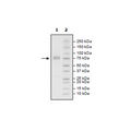 PD-L1 (CD274), Fc fusion, Biotin-labeled (Mouse) HiP™ Recombinant – Figure 1 of 3