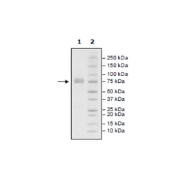 PD-L1 (CD274), Fc fusion, Biotin-labeled (Mouse) HiP™ Recombinant – Figure 1 of 3