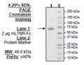 Mouse LTBR, Fc fusion HiP™ Recombinant – Figure 1 of 1