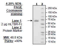 Mouse LTBR, Fc fusion HiP™ Recombinant – Figure 1 of 1