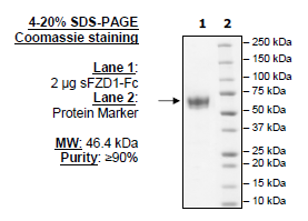 Frizzled-1, Fc fusion Recombinant – Figure 1 of 1