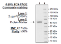 Frizzled-10, Fc fusion Recombinant – Figure 1 of 1
