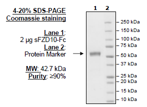 Frizzled-10, Fc fusion Recombinant – Figure 1 of 1