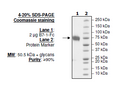 B7-1 (CD80), Fc fusion (Human) HiP™ Recombinant – Figure 1 of 2