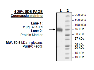 B7-1 (CD80), Fc fusion (Human) HiP™ Recombinant – Figure 1 of 2