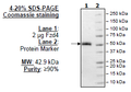 Frizzled-4, Fc fusion Recombinant – Figure 1 of 1