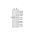 B7-H4, His-Tag, Biotin-Labeled (Human) HiP™ Recombinant – Figure 1 of 2
