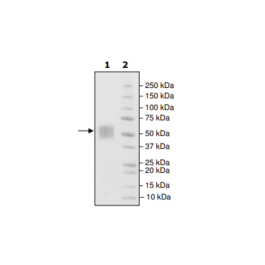 B7-H4, His-Tag, Biotin-Labeled (Human) HiP™ Recombinant – Figure 1 of 2