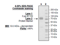 B7-H2 (CD275, ICOSL), Fc fusion (Human) HiP™ Recombinant – Figure 1 of 1