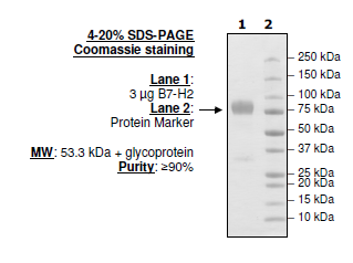 B7-H2 (CD275, ICOSL), Fc fusion (Human) HiP™ Recombinant – Figure 1 of 1
