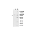 CD44, Fc fusion, Biotin-labeled (Human) HiP™ Recombinant – Figure 1 of 2