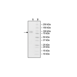 CD44, Fc fusion, Biotin-labeled (Human) HiP™ Recombinant – Figure 1 of 2