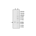 CD160, His-tag, Biotin-labeled (Human) HiP™ Recombinant – Figure 1 of 2
