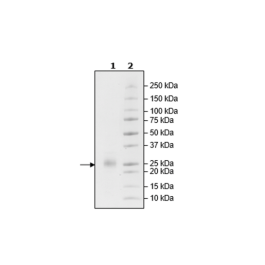 CD160, His-tag, Biotin-labeled (Human) HiP™ Recombinant – Figure 1 of 2