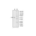 SIRP-α (SIRP alpha), His-tag, Biotin-labeled (Human) HiP™ Recombinant – Figure 1 of 3